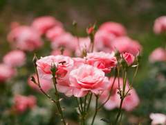 HONEY TRAP : completion