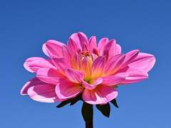 [뷔국] 사랑 꽃 소아과