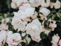 [솔레하르] 꽃은 언제고 다시 만발할 테니까