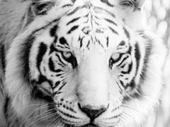 귀호뎐 2부 유료화 안내 (뷔민홈 무료)