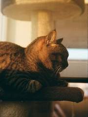 진실 혹은 대담