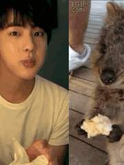 [뷔진] 햄복한 쿼카석찐