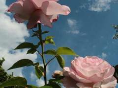 To. 리즈 와인에게.