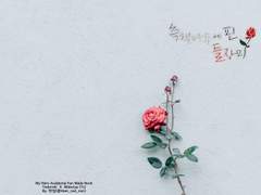 측백나무에 핀 들장미