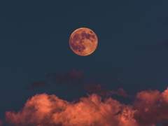 스즈란 신 | 19 | 나뭇잎