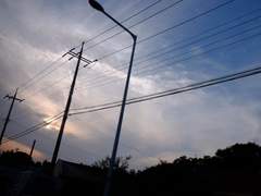 소나무에 핀 꽃(4)