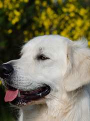 사랑스러운 당신