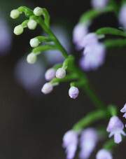 꽃이 진다고 그대를 잊은 적 없다