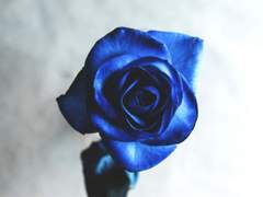 [창준시목] 청출어람