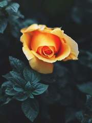 소셜 네트워크/윙클보스