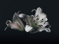 Ariadne Bluecherry of Lilium