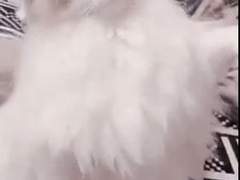 마엘집사랑 메이냥이