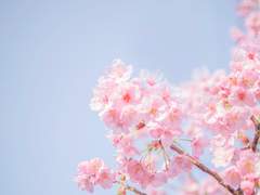 [다자츄] 예그리나