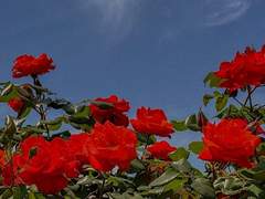 우리에게 장밋빛 우산을