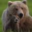 곰
