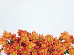 梁 车晓 (량 츄어챠오)