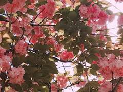 [아노하데] 어느날 아침