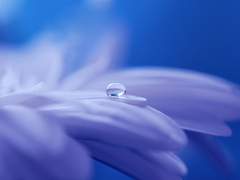 제가 꽃이라면,