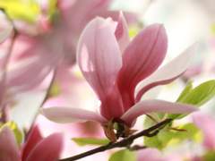 [망기무선] 피어나는 봄 1