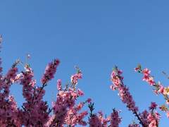 Lobelia F. Llewellyn