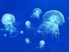 파란 조개껍질을 이어붙인 편지 하나.