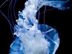 해파리에게는 구출 따위는 필요없었다.