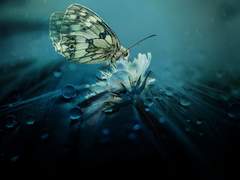 구원을 바란 어리석은 공백