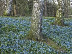 つぶれた白いボ-ル