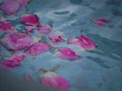 [명재매화] 낙화(洛花) 上