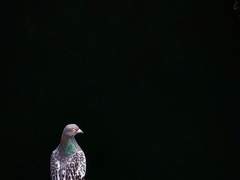 [논컾] Eyrie in the Sky - 1. Home Strange Home