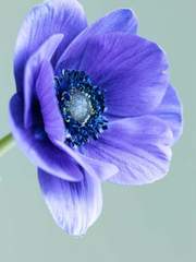 상처받은 날에는 아네모네를 들고 오세요