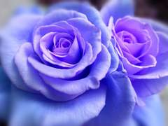 이사벨 캐해석 타로 커미션