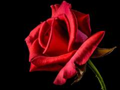 [ 디텐베르크 A. 아비에르고 / 7학년 / 그리핀도르 / 히페리온 ]