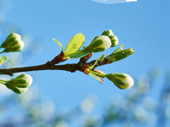 [이치사마] 경칩