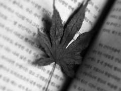 [솜강/단편] 가장 흔한 이야기