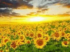 친애하는 나의 친구, 제제.