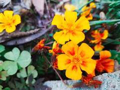 반드시 오고야 말 행복