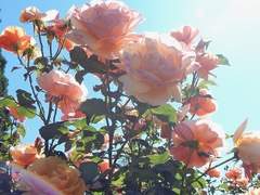 Dear. 리즈 와인에게.