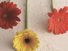 Sentiment (Prologue)