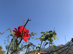 네게 어울리는 꽃은 (국화편)