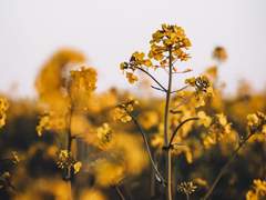 사일런스가 아닌 아마이몬에게