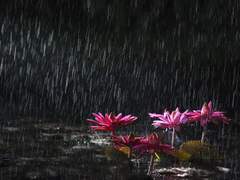 [년북] 포(炮) - 上