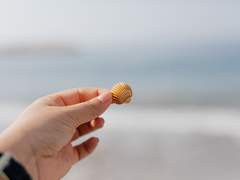 상사화(相思花)