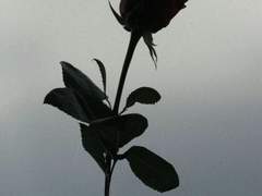 평화로운 어느 날,