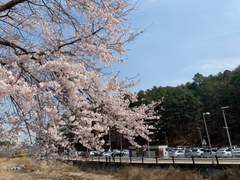 봄바람 휘날리며