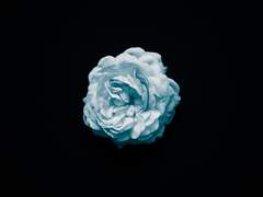 [사자닥/룩닥]Closure