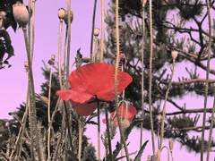 Te amo. Angelus meus.