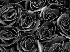 [츠카아마]검은 장미