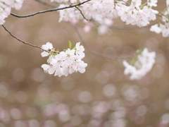 삼춘도리화개야 完