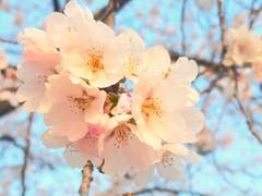 [형우훈남] Blossom